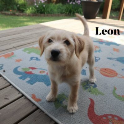 Leon