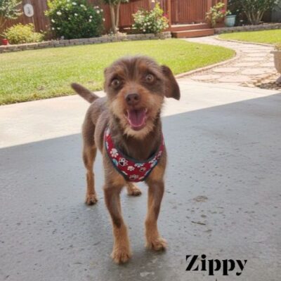 Zippy