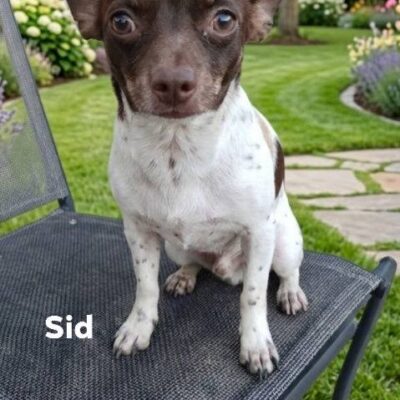 Sid