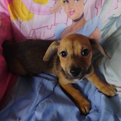 Daphne