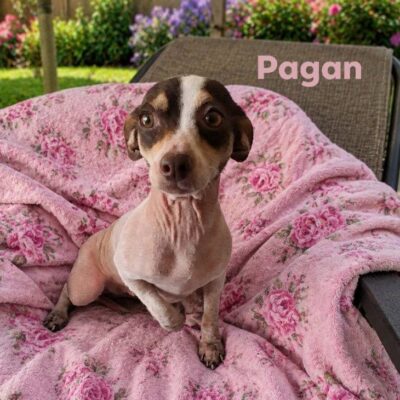 Pagan