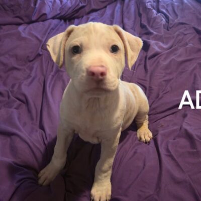 Ada