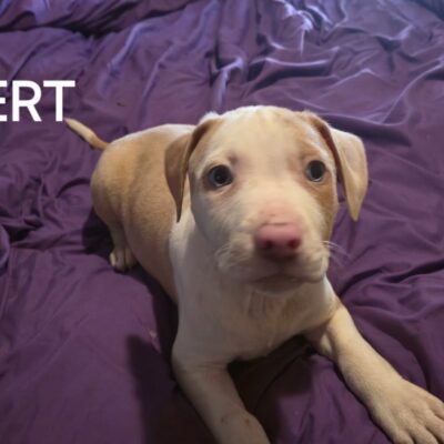 Albert