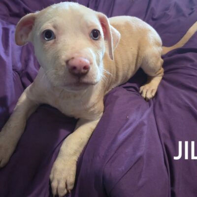 Jill
