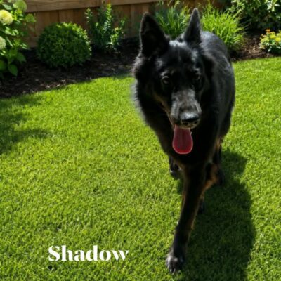 Shadow