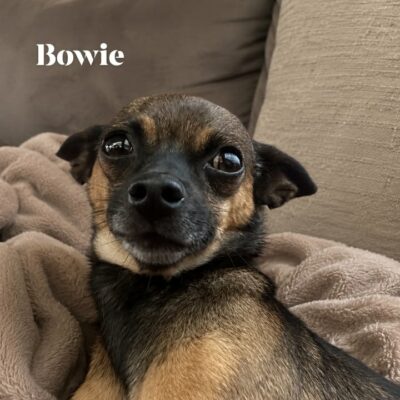 Bowie
