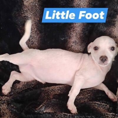 Little Foot