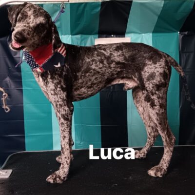 Luca
