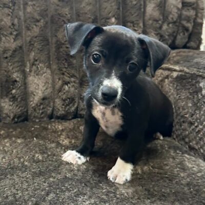 Pepper