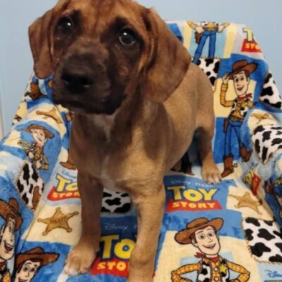 Woody