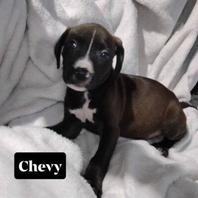 Chevy