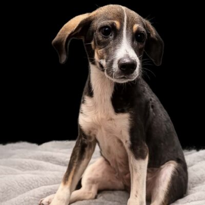 Atticus
