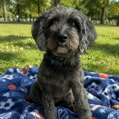 Benji