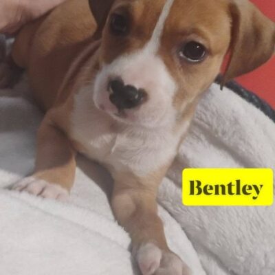 Bentley