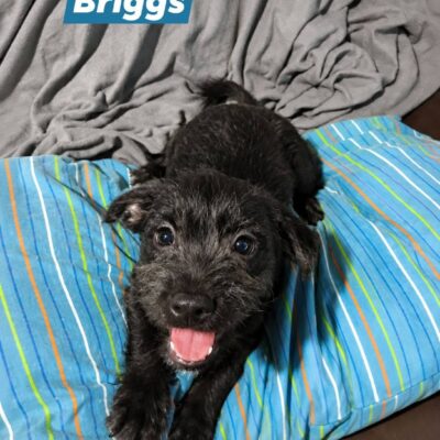 Briggs