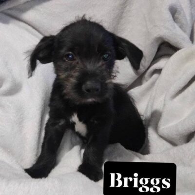 Briggs