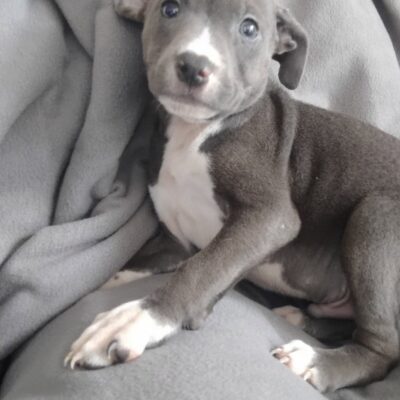 Diesel