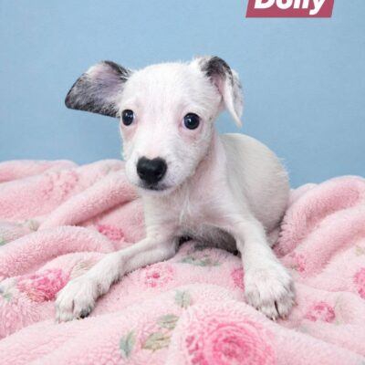 Dolly