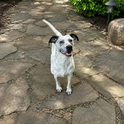 Dottie