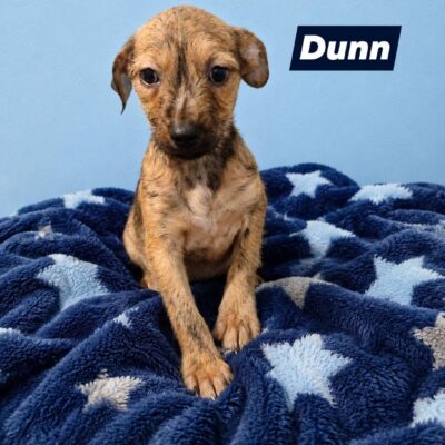Dunn