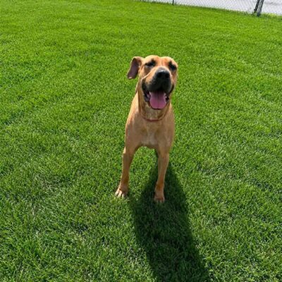 Rubydoo