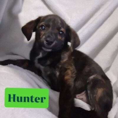 Hunter