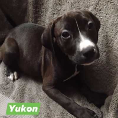 Yukon (chevy)