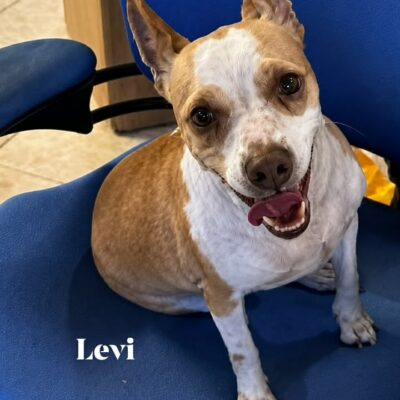 Levi