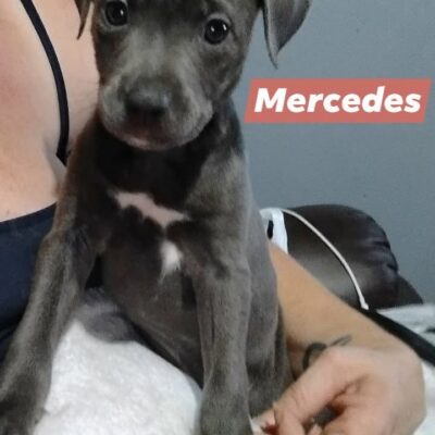 Mercedes