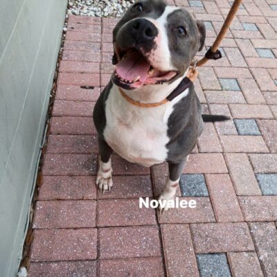 Novalee
