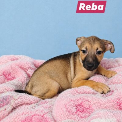 Reba