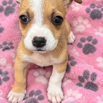 Darla